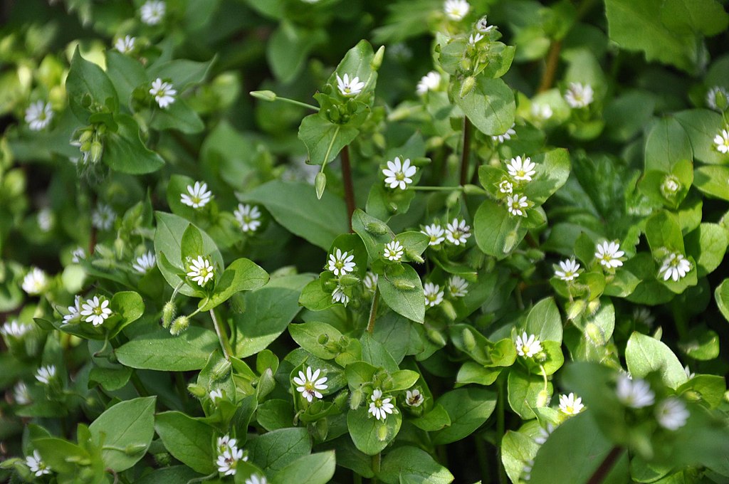 Five outlet Winter Weeds